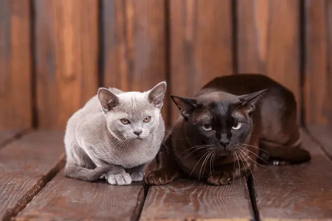 European Burmese Cats