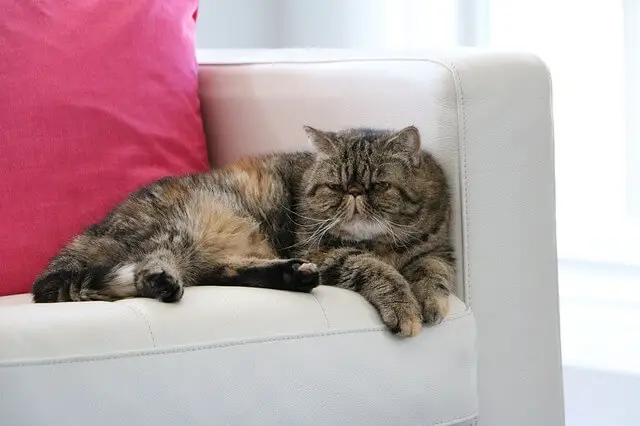 exotic shorthair on couch