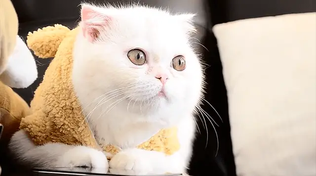 exotic-shorthair white