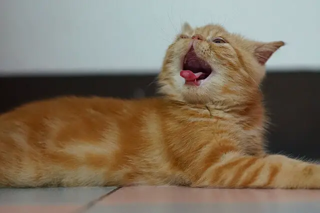 exotic shorthair yawning
