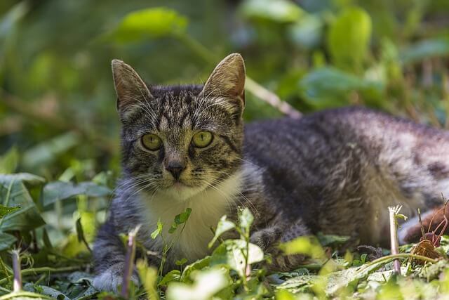 feral cat outside