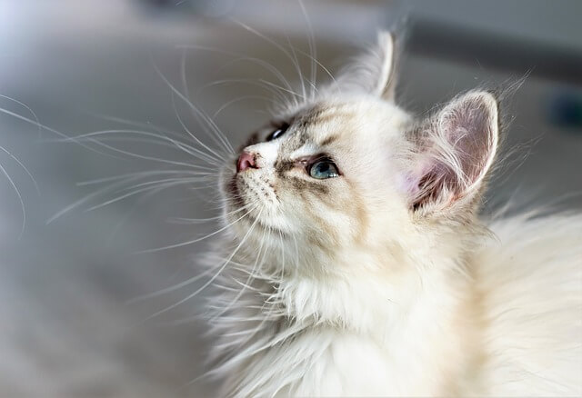 fluffy cat looking up