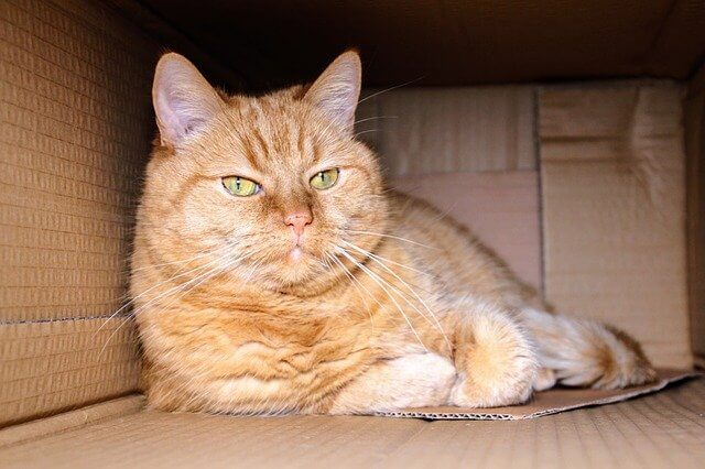 ginger cat in a box