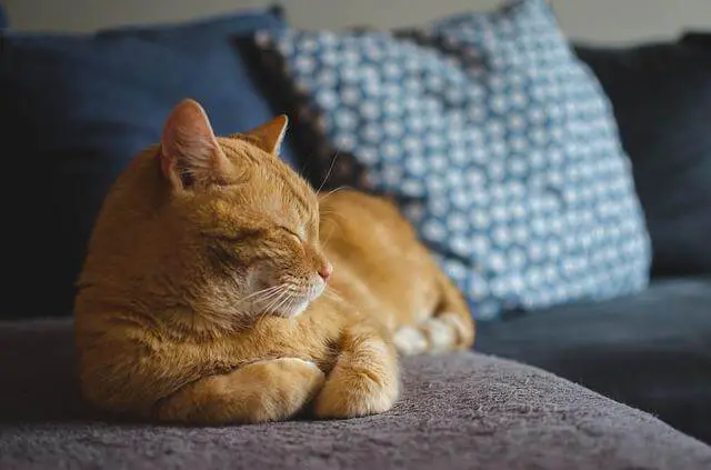 ginger cat on couch
