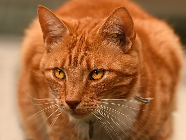 ginger-mačka