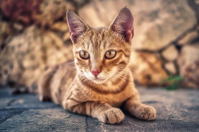 ginger kitten outside