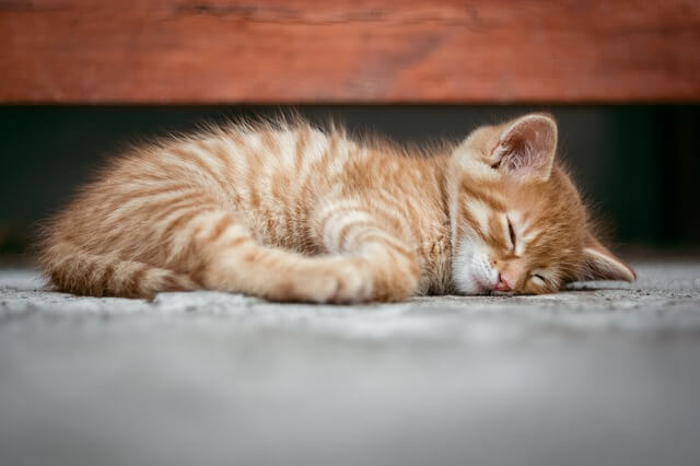 ginger kitten sleeping