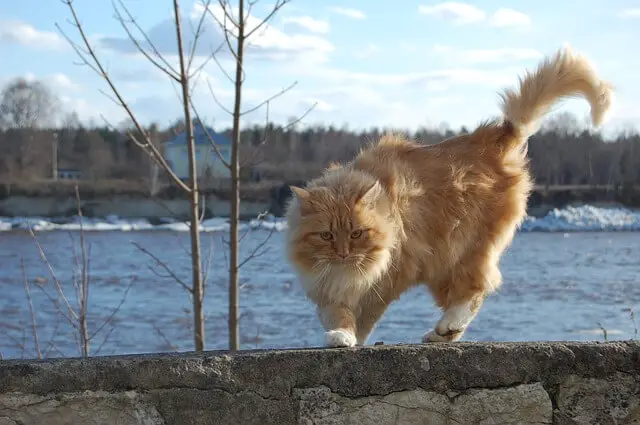 ginger norwegian forest cat