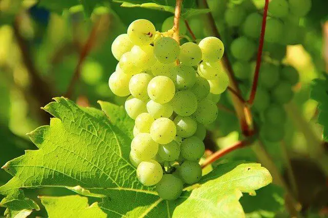 grapes on branch