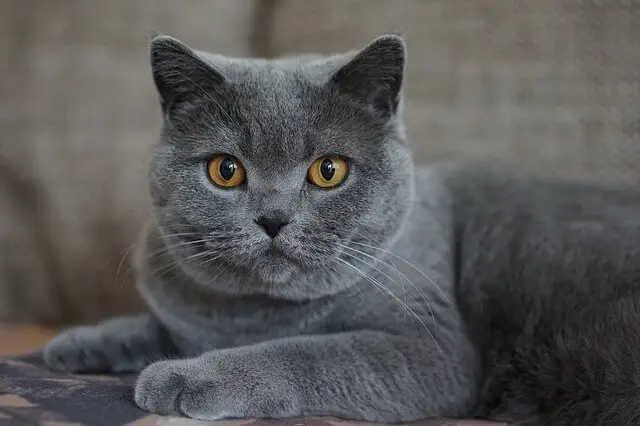 gray cat amber eyes