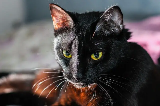 green eyed bombay cat