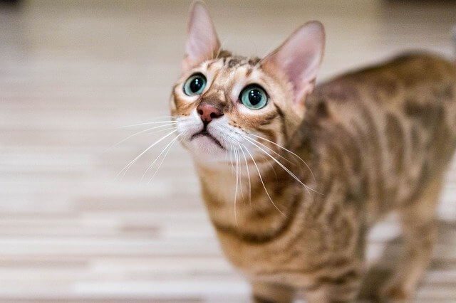 green eyes bengal