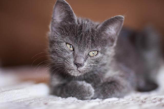 grey cat