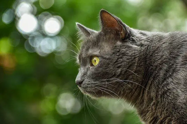 grey cat from side