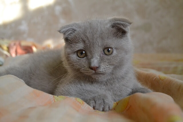 grey scottish fold