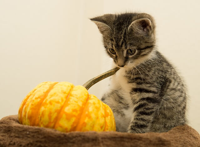 kitten and pumpkin