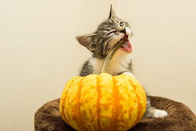 kitten and pumpkin