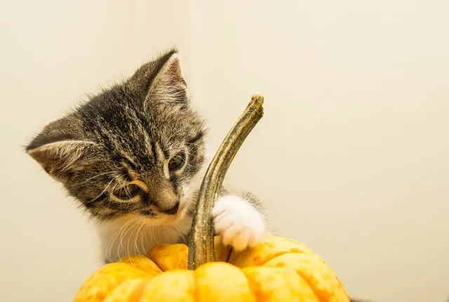 kitten and pumpkin