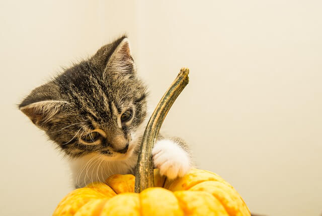 kitten and pumpkin