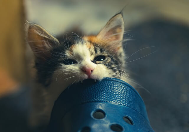 kitten biting