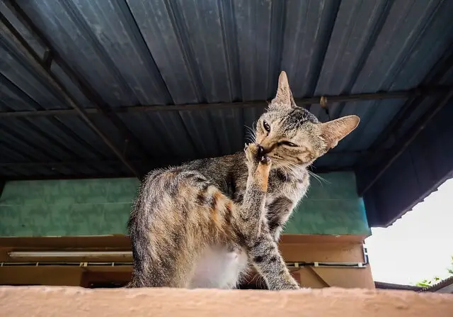 kitten grooming obsessively