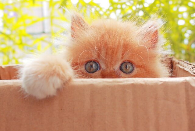 kitten hiding