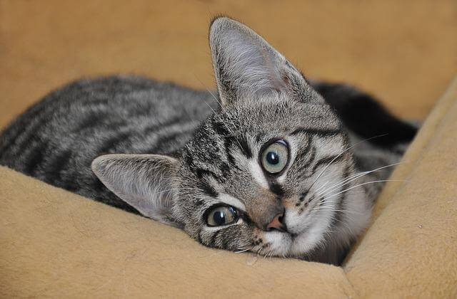 kitten in box