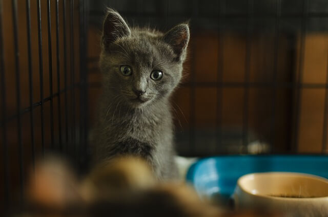 kitten in crate