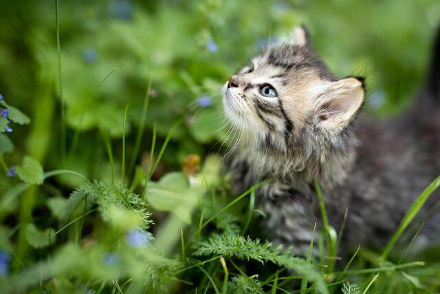 kitten in nature