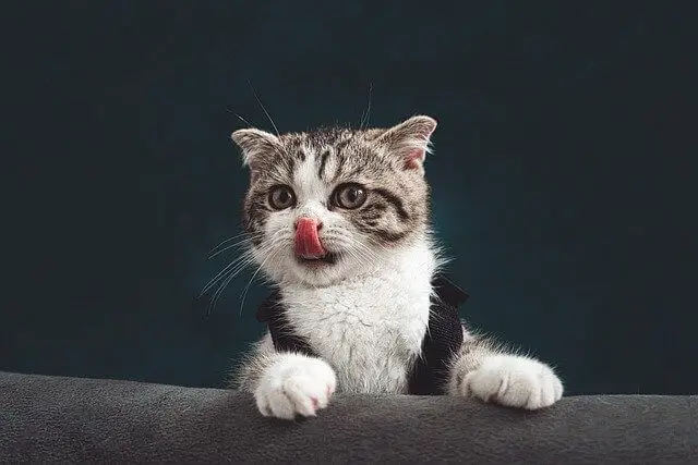 kitten licking nose