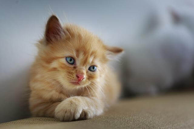 kitten looking