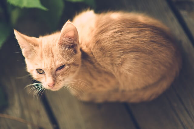 kitten looking up