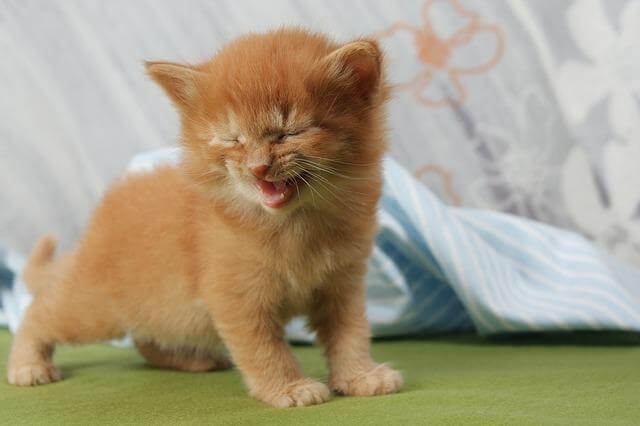 kitten meowing