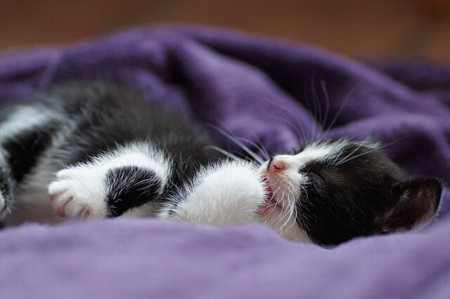 kitten napping