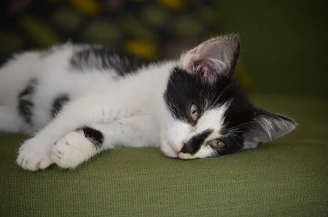 kitten on couch at home