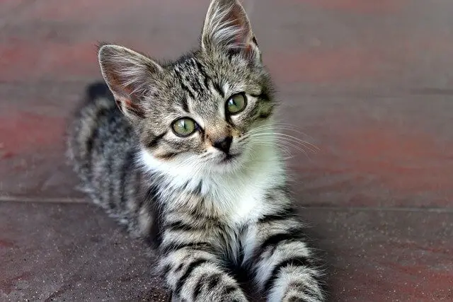 kitten on floor