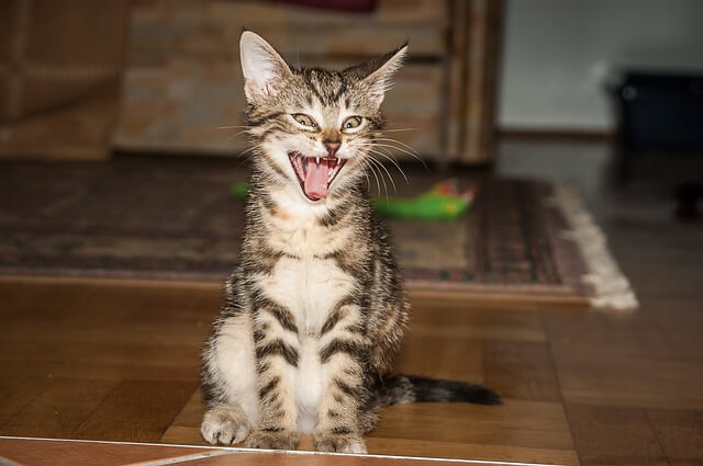 kitten open mouth