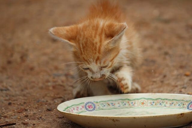 kitten plate of milk