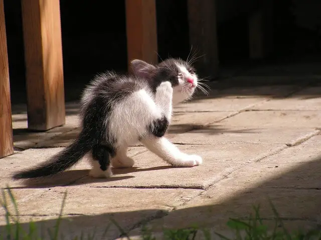 kitten scratching
