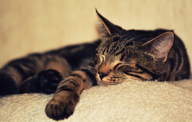 kitten sleeping on sofa