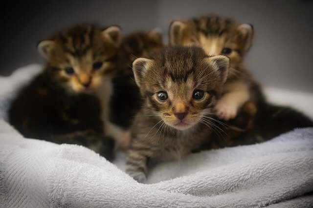 kittens on cat bed