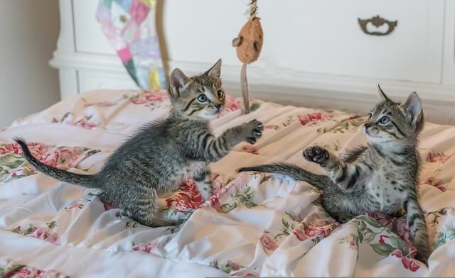 kittens playing