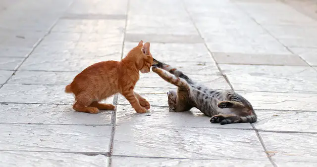 kittens playing on street