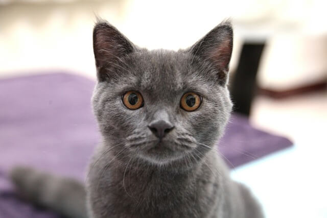 korat cat