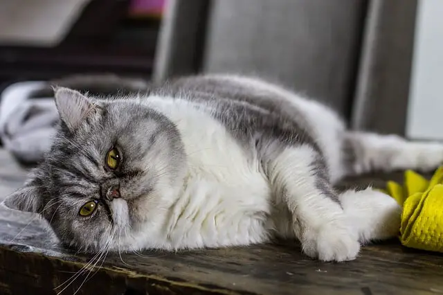 lazy persian cat