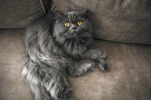 longhaired cat