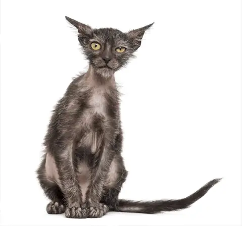 Lykoi