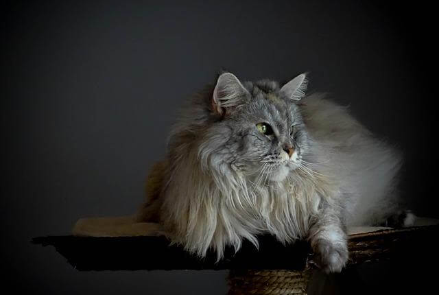 maine coon