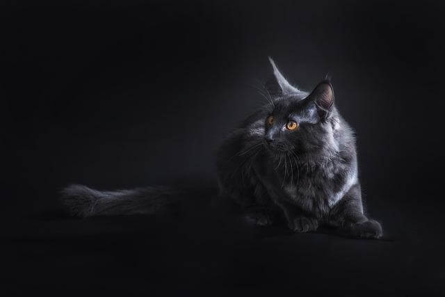 maine coon