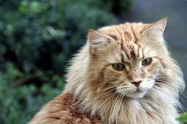 maine coon